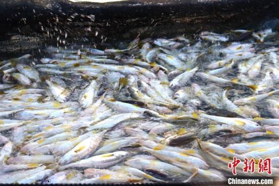 寧德大黃魚(yú)。吳允杰 攝