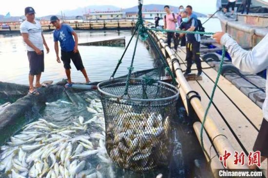 起網(wǎng)捕撈大黃魚(yú)。吳允杰 攝