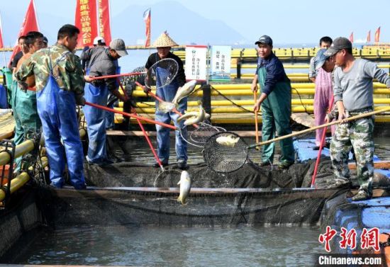 漁民捕撈大黃魚(yú)。王東明 攝