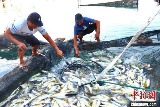漁民捕撈大黃魚(yú)。吳允杰 攝