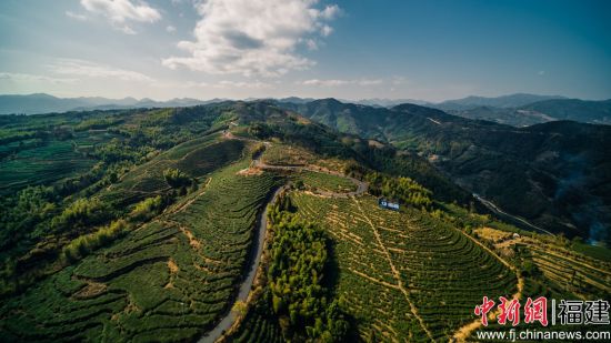 航拍白茶基地。彭敬銀 供圖