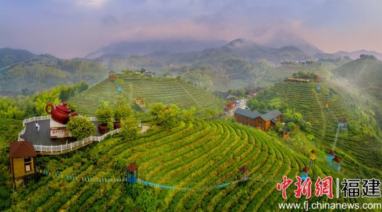 圖為三明市大田縣屏山生態(tài)茶園。