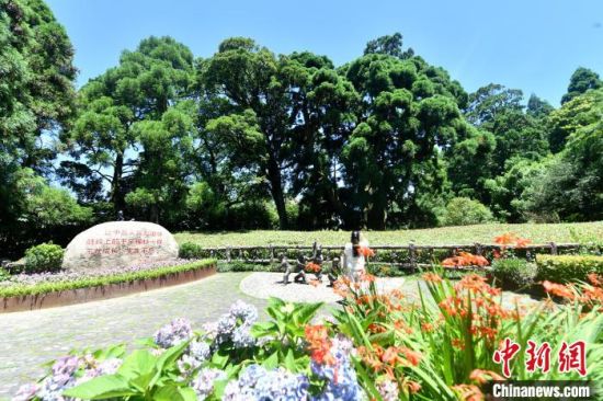 6月21日，福州鼓嶺柳杉王公園內，柳杉樹郁郁蔥蔥，見證著生生不息的中美友誼?！≈行律缬浾?呂明 攝